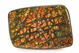 Iridescent Ammolite (Fossil Ammonite Shell) - Alberta #336278-1